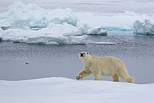 北极熊,走,浮冰,斯匹次卑尔根岛,挪威,欧洲