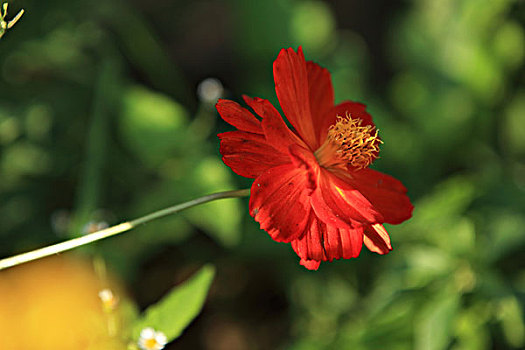 红冠波斯菊