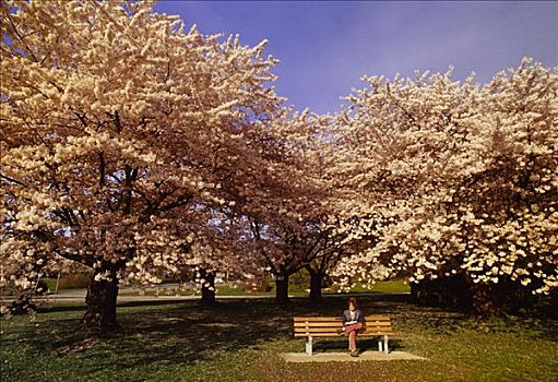人,伊莉莎白女王,公园,围绕,樱桃树,温哥华,不列颠哥伦比亚省