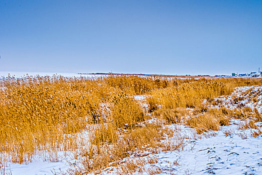 冬日,雪地,枯草,自然