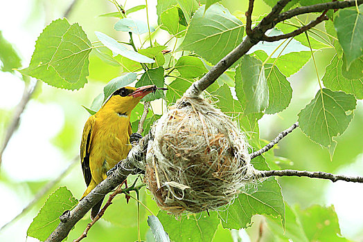 黄鹂鸟孵化