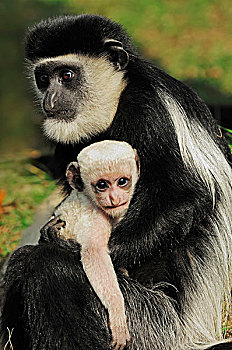 疣猴,东黑白疣猴,青少年,幼仔,两个,非洲,物种,俘获,荷兰,欧洲