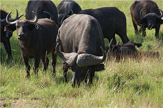 非洲,水牛,放牧,乌干达