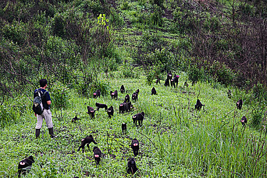 黑色,短尾猿,弥猴属,群,科学家,移动,靠近,乡村,苏拉威西岛,印度尼西亚