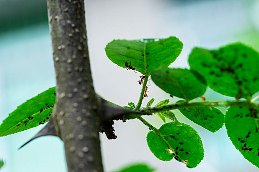 花椒树上的蚂蚁和病虫害蚜虫