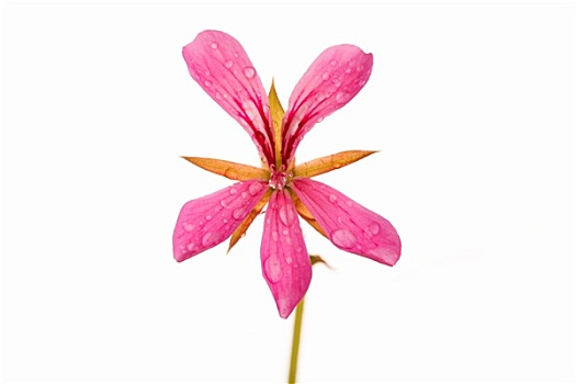 粉色,天竺葵,花