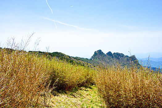 秦岭高山草甸