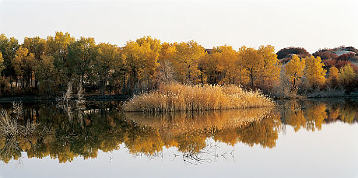 新疆塔里木河上的胡杨林