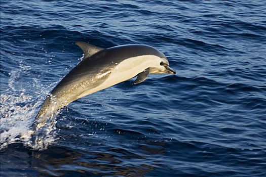 墨西哥,海岸,常见海豚,真海豚,跳跃,深蓝色,海洋