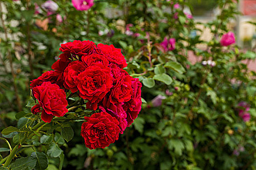 漂亮,红玫瑰,花园