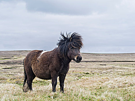 设得兰矮种马,设得兰群岛,苏格兰,大幅,尺寸