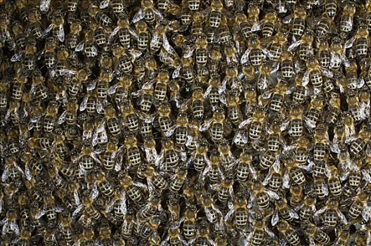 蜜蜂,意大利蜂,大量,蜂窝状,巴伐利亚,德国