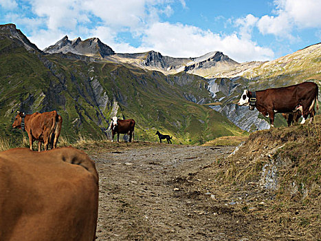 狗,看,室外,母牛,牧群,阿尔卑斯山
