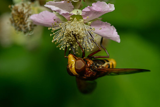 大黄蜂,悬空,苍蝇,花