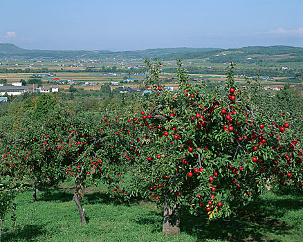 乡村,苹果园