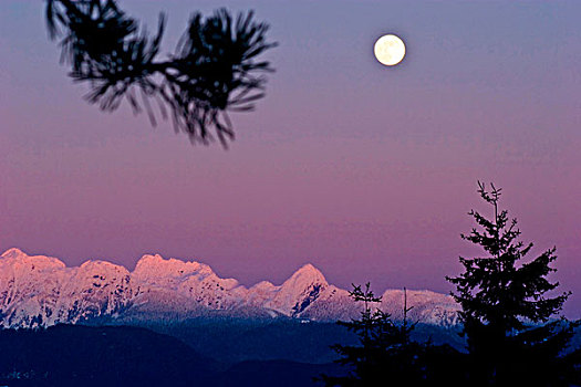 月出,上方,积雪,黄昏,港口,加拿大,松树,枝条,剪影,前景
