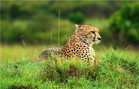 野生,非洲猎豹