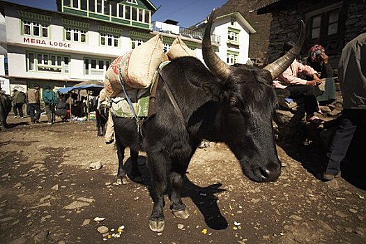 母牛,装载,珠穆朗玛峰,露营,尼泊尔