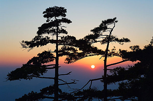 松树,日落,白云,景色,区域,黄山,安徽