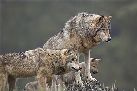 灰狼,狼,群,北美