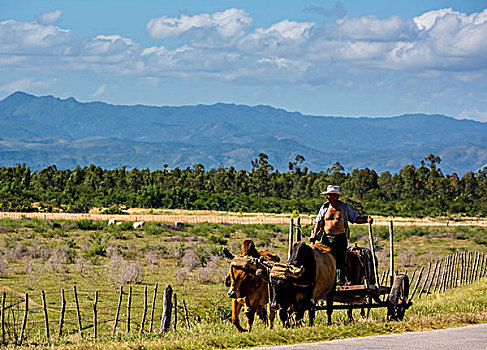 男人,牛,手推车,圣斯皮里图斯,省,古巴,北美