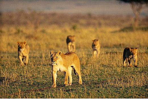 幼狮,马赛马拉国家保护区,肯尼亚,非洲