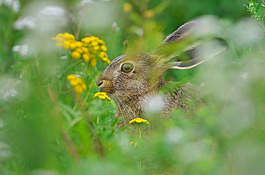 野兔,欧洲野兔,坐,花,北莱茵威斯特伐利亚,德国,欧洲