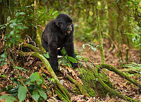 山地大猩猩,火山国家公园,卢旺达