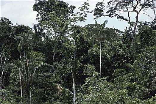热带雨林,英亩,巴西
