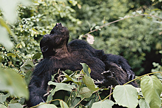 坦桑尼亚,冈贝河国家公园,黑猩猩,坐在树上,大幅,尺寸