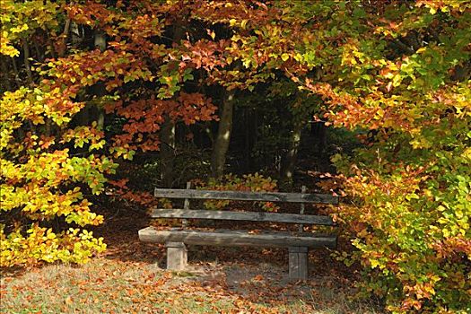 公园长椅,树林,奥登瓦尔德,黑森州,德国
