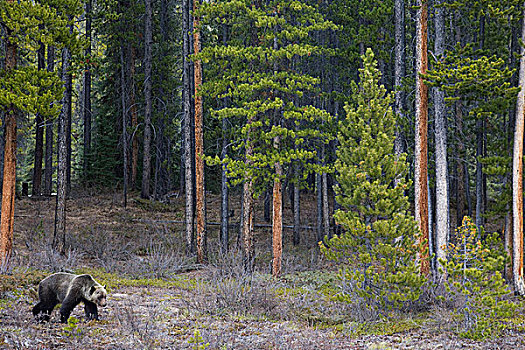 大灰熊,棕熊,树林,碧玉国家公园,艾伯塔省,加拿大