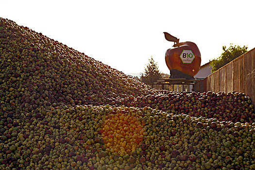 苹果丰收,德国