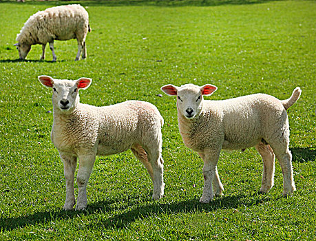 羊羔肉,草场