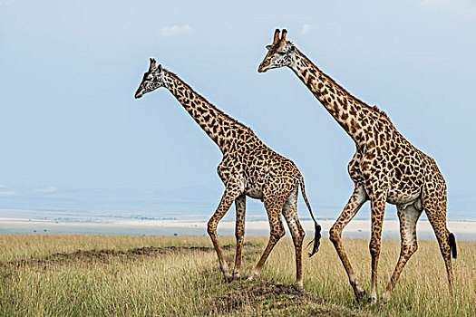 非洲,肯尼亚,马赛马拉国家保护区,三角形,马拉河,盆地,长颈鹿
