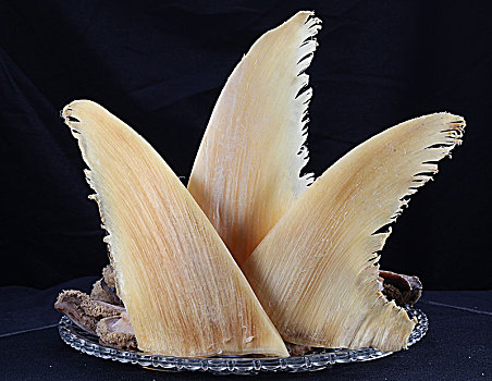燕翅鮑
