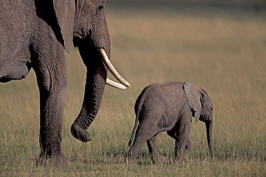 非洲,肯尼亚,安伯塞利国家公园,非洲象