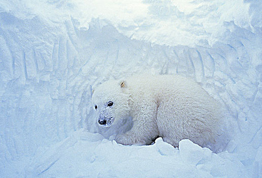 老,北极熊,幼兽,室内,纳塔耳,窝,沿岸,哈得逊湾,加拿大
