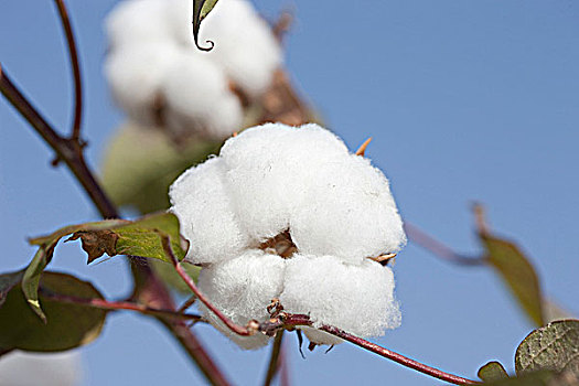 棉花,吐鲁番,新疆,中国