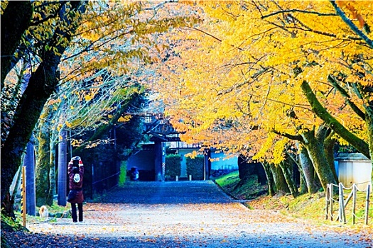 秋天,日本