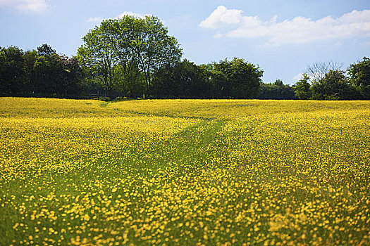 英格兰,什罗普郡,黄色,雏菊