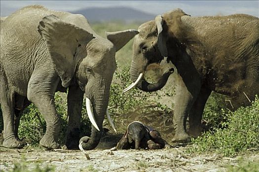 非洲象,雌性,护理,诞生,幼兽,肯尼亚