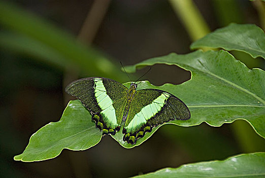 蝴蝶,绿叶,尼亚加拉瀑布,安大略省,加拿大