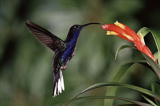 紫罗兰,蜂鸟,凤梨科植物,花,雾林,哥斯达黎加