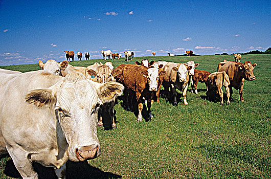 母牛,靠近,荷兰,曼尼托巴,加拿大