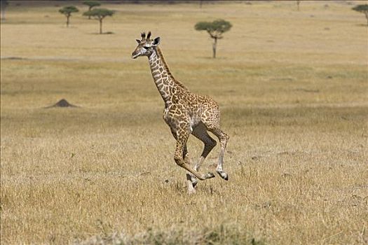 长颈鹿,3星期大,幼兽,马赛马拉,肯尼亚