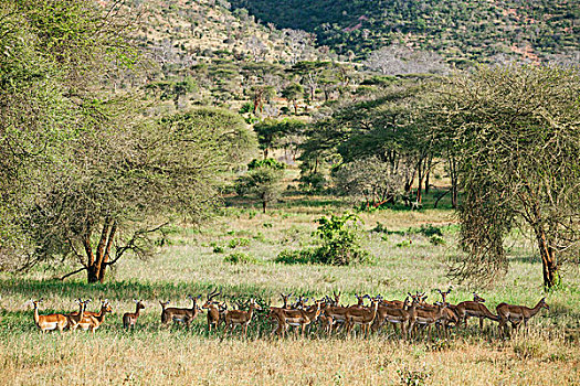 肯尼亚,西察沃国家公园,大,牧群,黑斑羚,一个,男性