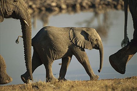 非洲象,幼兽,走,河,父母,埃托沙国家公园,纳米比亚
