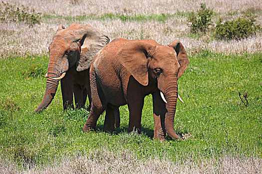 非洲,灌木,大象,遮盖,红色,泥,阿多大象国家公园,东开普省,南非