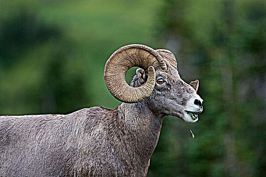 大角羊,吃草,冰川国家公园,蒙大拿